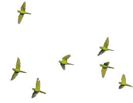 Flying birds illustration