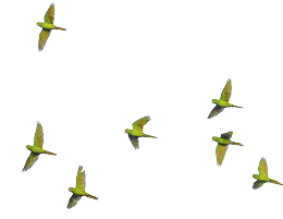 Flying birds illustration